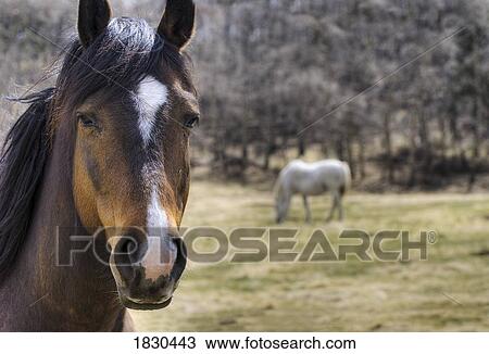 Stock Image - Portrait of a horse. Fotosearch