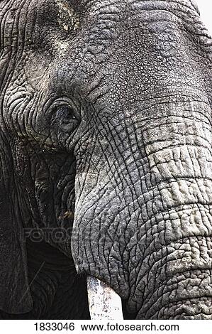 Portrait of African Bull Elephant View Large Photo Image Stock Photograph - Portrait of African Bull Elephant . Fotosearch