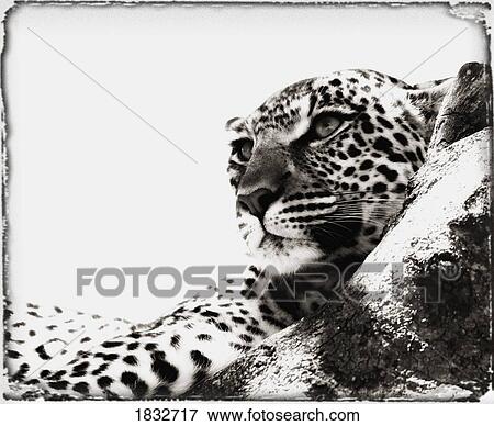Portrait of an African Leopard, Botswana, Africa View Large Photo Image Stock Photo - Portrait of an African Leopard, Botswana, Africa. Fotosearch
