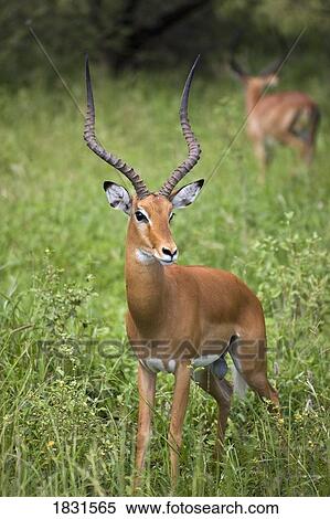 Portrait of impala, Serengeti National Park, United Republic of Tanzania View Large Photo Image Stock Photography - Portrait of impala, Serengeti National Park, United Republic of Tanzania . Fotosearch