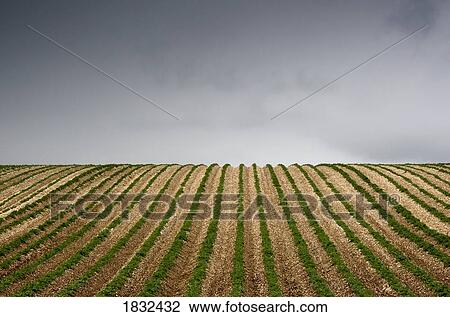 Stock Image - Potato field. Fotosearch
