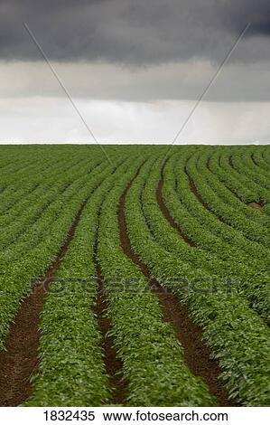Stock Photography - Potato Field. Fotosearch
