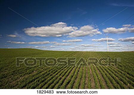 Stock Image - Prairie field in rural Saskatchewan, Canada. Fotosearch