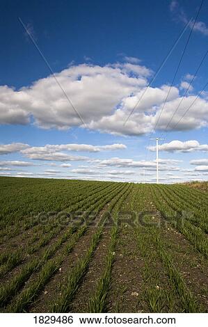 Stock Photograph - Prairie field in rural Saskatchewan, Canada. Fotosearch