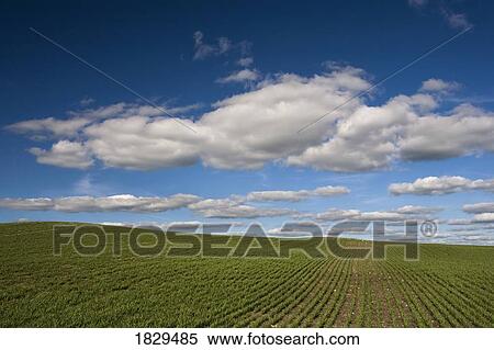 Prairie field in rural Saskatchewan, Canada View Large Photo Image Stock Photography - Prairie field in rural Saskatchewan, Canada. Fotosearch