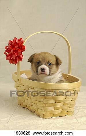 Stock Photo - Puppy in a basket. Fotosearch
