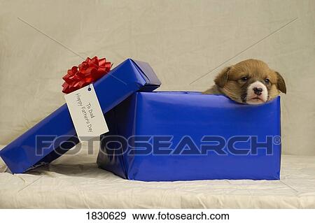 Puppy in a gift box View Large Photo Image Stock Photo - Puppy in a gift box. Fotosearch