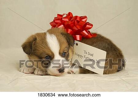 Puppy wearing a red bow View Large Photo Image Picture - Puppy wearing a red bow. Fotosearch