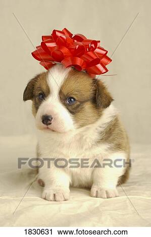 Puppy wearing a red bow View Large Photo Image Stock Image - Puppy wearing a red bow. Fotosearch