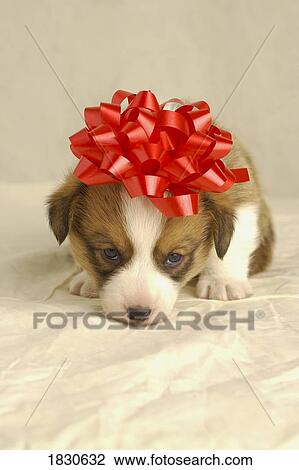 Puppy wearing a red bow View Large Photo Image Stock Image - Puppy wearing a red bow. Fotosearch