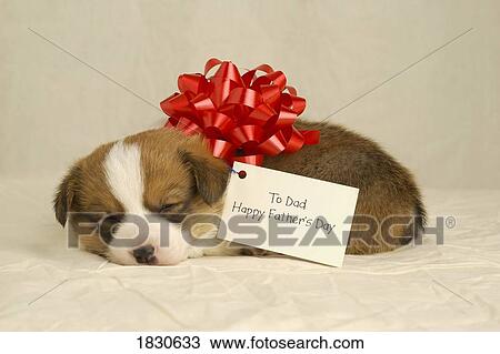 Stock Image - Puppy wearing a red bow. Fotosearch