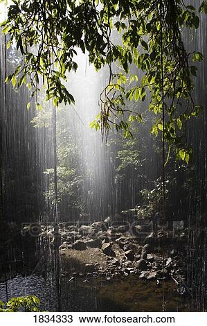 Stock Image - Rain forest waterfall, Belingen, Australia . Fotosearch