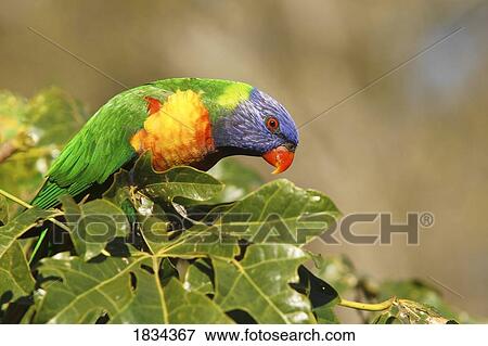 Stock Photo - Rainbow Lorikeet, Australia. Fotosearch