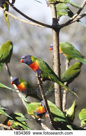 Stock Photo - Rainbow Lorikeets, Trichoglossus haematodus, Australia . Fotosearch