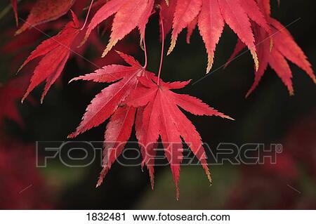 Stock Image - Red Acer Leaves. Fotosearch