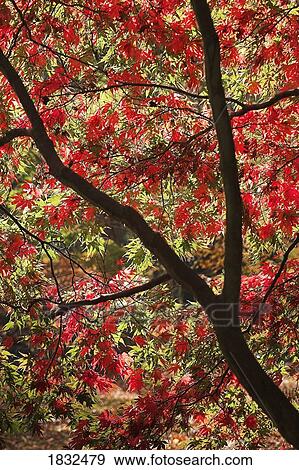 Stock Photo - Red Acer Tree . Fotosearch