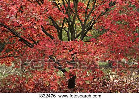 Red Acer Tree View Large Photo Image Stock Photograph - Red Acer Tree. Fotosearch