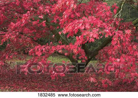 Red Acer Tree View Large Photo Image Stock Photography - Red Acer Tree . Fotosearch