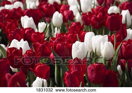 Stock Image - Red and white tulips. Fotosearch