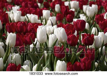 Red and white tulips View Large Photo Image Stock Image - Red and white tulips. Fotosearch