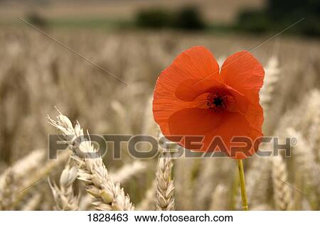 Stock Image - Red flower in field. Fotosearch