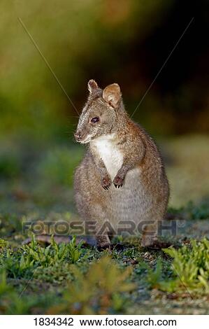 Stock Image - Red Necked Pademelon, Thylogale thetis, Australia . Fotosearch