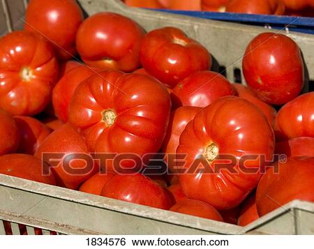 Stock Photograph - Red tomatoes. Fotosearch