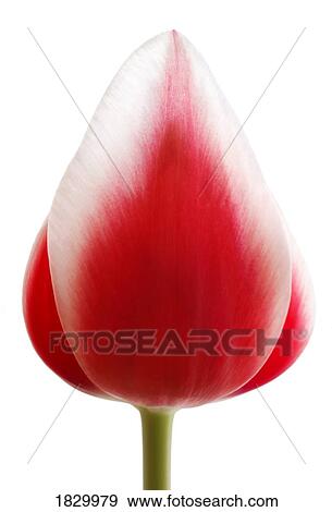 Stock Photo - Red tulip. Fotosearch