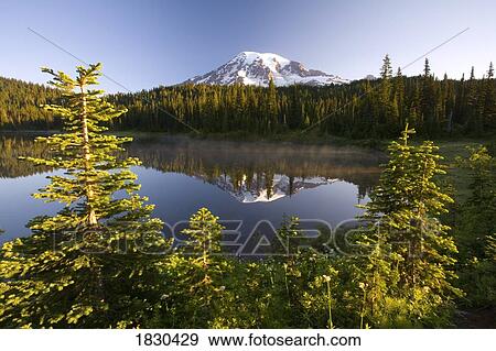 Stock Photo - Reflection of lake and Mount Rainier, Mount Rainier National Park, Washington, USA . Fotosearch