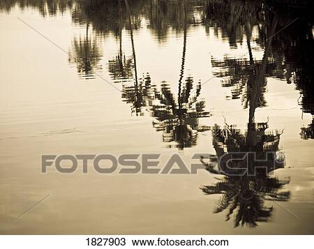 Reflection of palm trees in water View Large Photo Image Stock Image - Reflection of palm trees in water. Fotosearch
