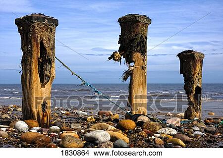 Remnants of mooring posts, Humberside, England View Large Photo Image Picture - Remnants of mooring posts, Humberside, England. Fotosearch