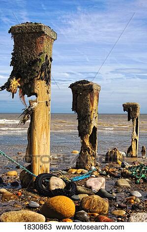 Remnants of mooring posts, Humberside, England View Large Photo Image Stock Image - Remnants of mooring posts, Humberside, England. Fotosearch