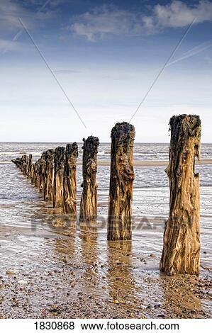 Stock Photo - Remnants of mooring posts, Humberside, England. Fotosearch