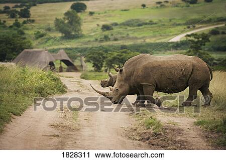 Stock Image - Rhinoceros, South Africa. Fotosearch
