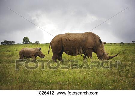 Stock Image - Rhinoceroses, Africa. Fotosearch