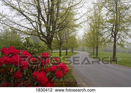 Rhododendron bush and trees View Large Photo Image Stock Image - Rhododendron bush and trees. Fotosearch