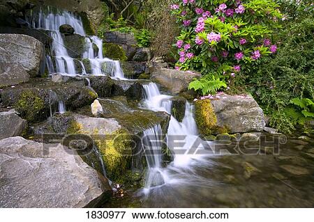 Rhododendrons beside waterfall, Crystal Springs Garden, Oregon, USA View Large Photo Image Stock Photo - Rhododendrons beside waterfall, Crystal Springs Garden, Oregon, USA. Fotosearch