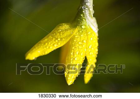 Stock Image - Rhododendrons, close-up. Fotosearch