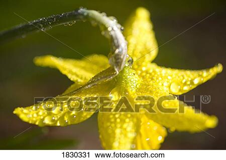 Rhododendrons, close-up View Large Photo Image Stock Image - Rhododendrons, close-up. Fotosearch