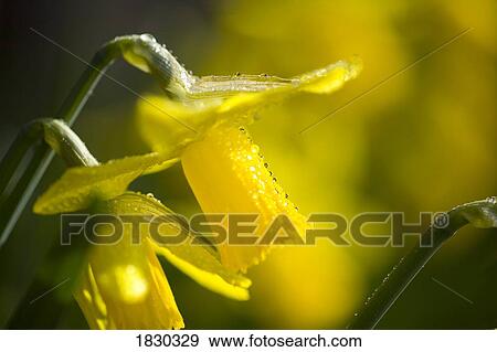Stock Photo - Rhododendrons, close-up. Fotosearch