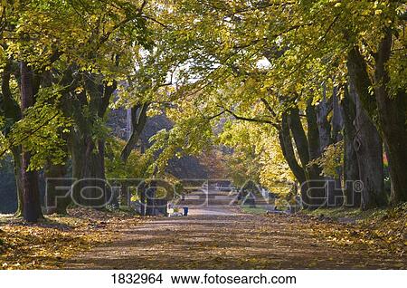 Road lined with trees View Large Photo Image Picture - Road lined with trees. Fotosearch