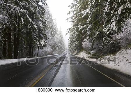 Road through forest, Oregon, USA View Large Photo Image Stock Image - Road through forest, Oregon, USA. Fotosearch