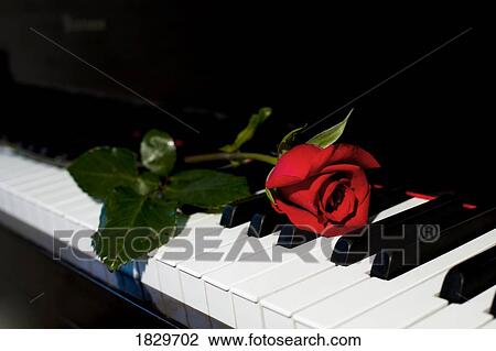 Rose on piano View Large Photo Image Stock Image - Rose on piano. Fotosearch