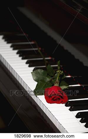 Stock Photo - Rose on piano. Fotosearch
