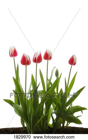 Stock Image - Row of pink tulips on white background. Fotosearch