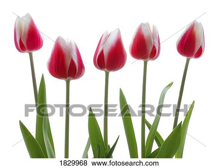 Stock Photo - Row of pink tulips on white background. Fotosearch