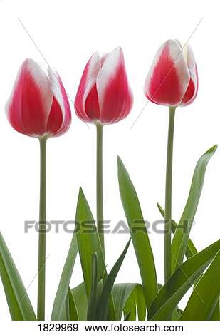 Stock Photo - Row of pink tulips on white background. Fotosearch