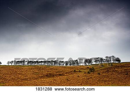Stock Photo - Row of trees in a field, Yorkshire Dales, England. Fotosearch