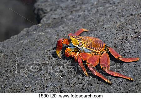 Sally Light Footed Crab on rock View Large Photo Image Stock Image - Sally Light Footed Crab on rock. Fotosearch