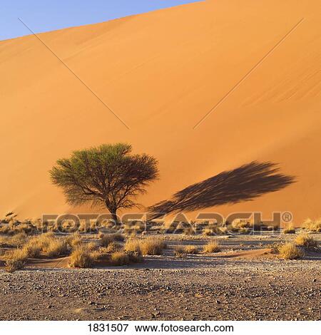 Sand dune, Namibia, Africa View Large Photo Image Stock Photo - Sand dune, Namibia, Africa. Fotosearch